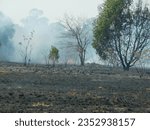 Small photo of Smoke filled sky smothering partially burnt trees surrounded by a grassland landscape that has burnt to pitch black ash with a few small orange golden flames still burning