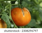 Small photo of Cracked tomato fruit. Large red ripe tomato with cracked skin. Close-up image of a cracked tomato growing on a plant. Tomato cracking caused by irregular watering.
