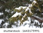 Cedar Tree Covered In Snow