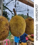 Small photo of Marang for Sale in Cotabato, Mindanao Philippines