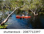 Tourists Kayak Around Wetlands...
