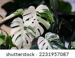 Small photo of Monstera Albo variegated plant close up in the garden.