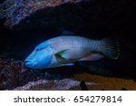 Humphead wrasse or Napolean fish (Cheilinus undulatus)