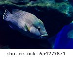 Humphead wrasse or Napolean fish (Cheilinus undulatus)