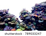 Coral Reef On White Isolated...