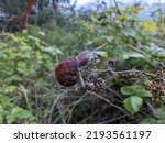 Snail Climbing On End Of Dead...