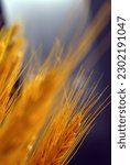 Small photo of autumn, background, sun, shining, golden, light, wheat, ripening, harvest, seeds, gratitude, bestowal, nature, plants, close-up