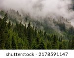 Small photo of dramatic scenic fog in pine forest on mountain slopes. amazing scenery with foggy dark mountain forest pine trees at autumn. footage of spruce forest trees on the mountain hills at misty day
