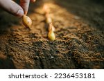 Small photo of Hand of woman farmer seeding onions in organic vegetable garden. The process of planting onions bulbs in the ground in the fall. onions bulbs close up before planting.