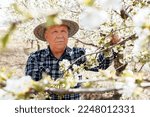 An old farmer with hat checks the bloom in his orchard. A beautiful and successful gardener examines fruit orchard trees