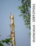 A Seagull Laughing On A Tree...
