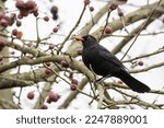 A Male Blackbird On A Tree With ...