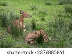 Small photo of A captive female wapiti rests on a lawn.