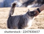 A domestic fluffy cat reaches out for affection to the owner