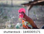 Small photo of Rooster cock-a-doodle-doo in the morning