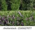 Small photo of plant with purple blossom called Vogel - Wicke grows in a grain field