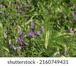 Small photo of plant with purple blossom called Vogel - Wicke grows in a grain field