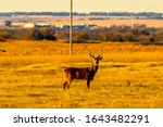 A Whitetail Buck Standing In A...