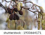 Small photo of close up of flowering black alder tree with long male and small female catkins and last year's cones in early spring, the pollen can cause hay fever