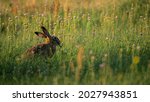 European brown hare  lepus...