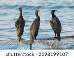 Small photo of Adult socotra cormorants perched on fishnets, Busaiteen, Bahrain