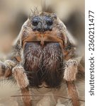Small photo of Portrait of a brown female Wolf Spider at the beach (sand bear spider, Arctosa perita)
