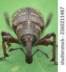 Portrait of a brown weevil with ...