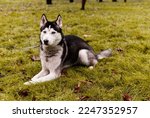 Black and white Husky breed dog is lying on grass with raised ears. Ammunition for sled dogs. Alaskan Malamute with blue eyes and pink spot on nose. Dog's fur. Pet care. Domestic wolf.