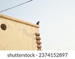 Small photo of Portrait View of house Crow sitting on Wall. House Crows against blurry background. Indian house Crow. With selective focus on the subject.