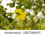 Small photo of Close up of Sponge gourd flower. Sponge gourd flower. Yellow Sponge gourd flower against green leaves. Luffa aegyptiaca,the sponge gourd,Egyptian cucumber or Vietnamese luffa. Selective focus.