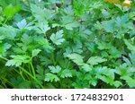 Small photo of succulent leaves of green parsley grow beautifully in a dullard