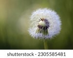 Small photo of Dandelion clock or blowball (Taraxacum officinale) half full with seeds that will soon disperse in the wind, beautiful weed against a green background, copy space, close-up, selected focus