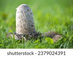 Small photo of Shaggy ink cap mushroom (Coprinus comatus) growing in a green lawn, the gills beneath the white cap start to turn black and deliquesce into a liquid filled with spores, copy space, selected focus