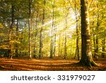 Autumn Forest Landscape With...