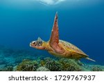 Green Sea Turtle Swims Over A...