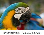 Closeup of colorful macaw bird...
