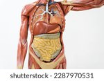 Anatomy human body model inthe class room on white background.Part of human body model with organ system.Human muscle model.Medical education concept.