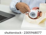 Ophthalmologist explain patient with eye anatomy model on white background.Part of human body model with organ system for health student study in university.Human eye model.Medical education concept.