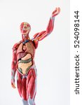Anatomy Human Body Model On...