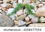 Small photo of A seedling of Juniperus horizontalis Wiltonii in a rocky hill, rockery, in the garden. Decorative coniferous plants.