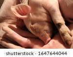 Small photo of A piglet get rest after meal