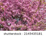 Close Up Of A Redbuds Tree With ...