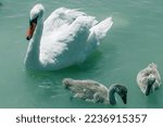 White swan on the lake guarding ...