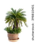 Palm Tree Cycas Revoluta In...