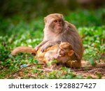 The Mother Monkey Takes Care Of ...