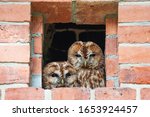 Two Young Tawny Owls  Strix...