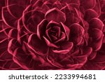 Rock rose succulent plant leaves rosette closeup. Abstract floral pattern. Image toned in color of the year 2023 viva magenta