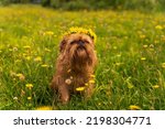 Red Dog Breed Brussels Griffon...
