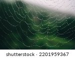 Small photo of Beautiful natural background with a necklace of water drops on a cobweb in the grass in spring summer. The texture of the dew drops on the web in nature macro macro with soft focus. High quality photo