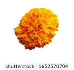 Beautiful Orange Marigold...